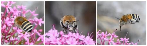 Réf. 232 659 : Amegilla quadrifasciata